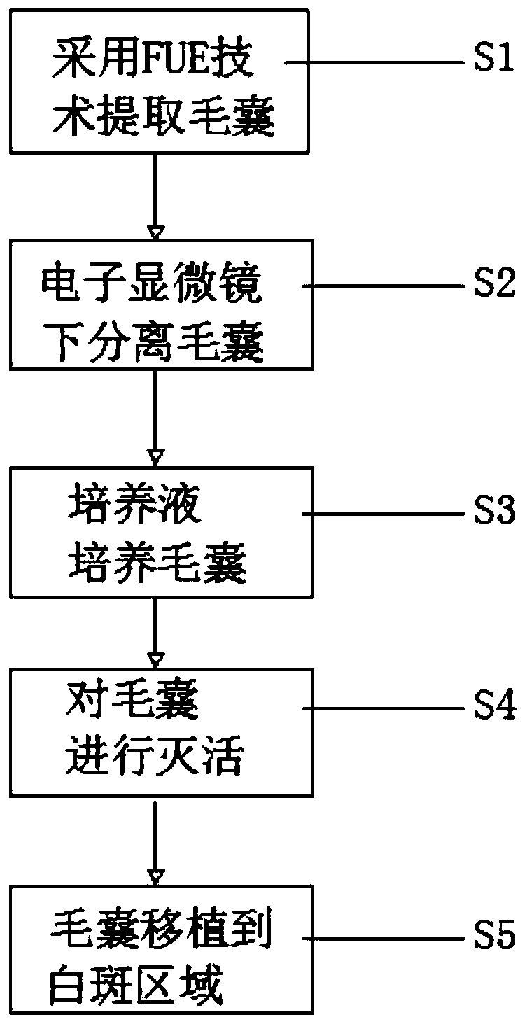 Technical method for treating leucoderma based on hair follicle melanocyte stem cell transplantation