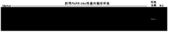 Notoginseng pathogenesis-related protein gene PnPRlike and application