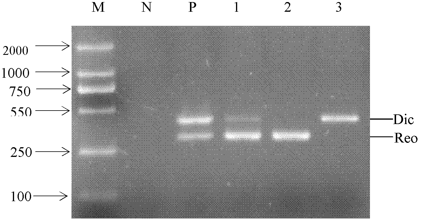 Primer group, kit and detection method for detecting reovirus and bicistronic virus of scylla serrata