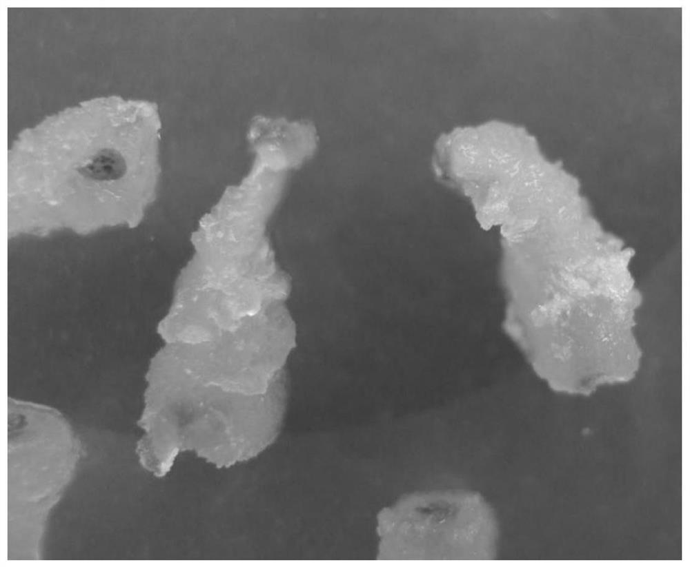 A method for improving the subculture effect of embryogenic cells of Agapanthus