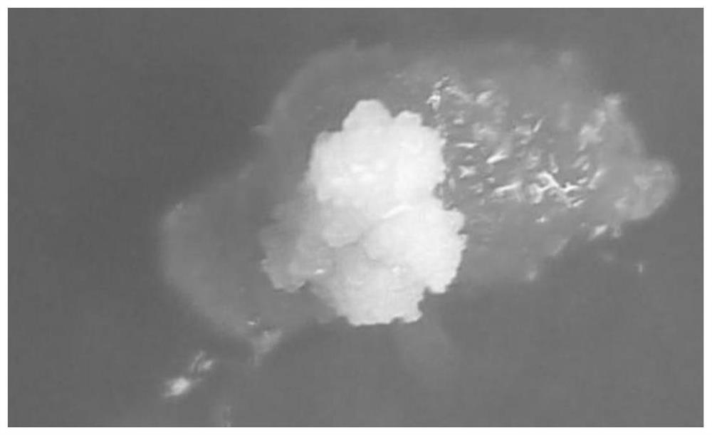 A method for improving the subculture effect of embryogenic cells of Agapanthus