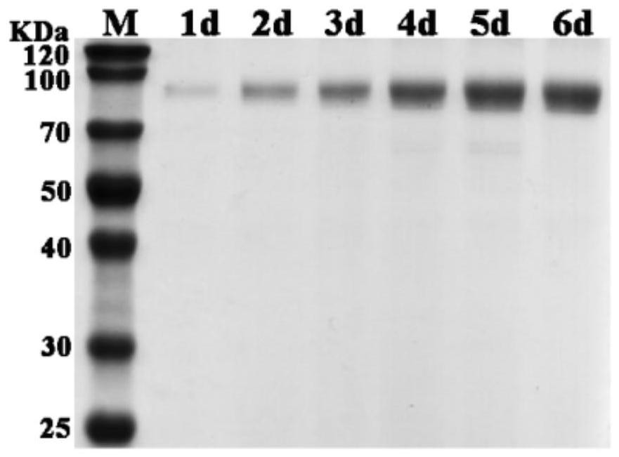 A codon-optimized fad-glucose dehydrogenase gene and its application