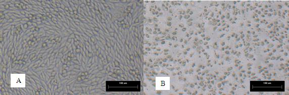 Cell culture method for duck flavivirus