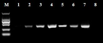 Cell culture method for duck flavivirus