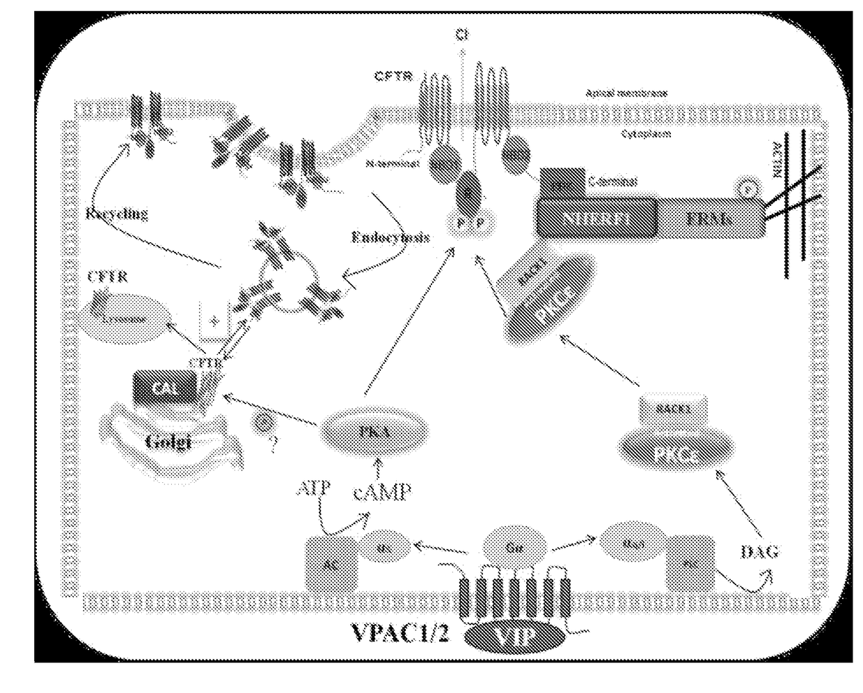 Methods and compositions for treating cystic fibrosis