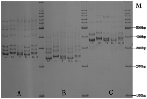 Co-dominant SSR (simple sequence repeat) markers closely interlinked with major regulation and control gene nic1 of nicotine synthesis of nicotiana tabacum and application of co-dominant SSR markers