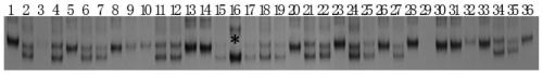 Co-dominant SSR (simple sequence repeat) markers closely interlinked with major regulation and control gene nic1 of nicotine synthesis of nicotiana tabacum and application of co-dominant SSR markers