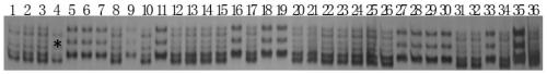 Co-dominant SSR (simple sequence repeat) markers closely interlinked with major regulation and control gene nic1 of nicotine synthesis of nicotiana tabacum and application of co-dominant SSR markers