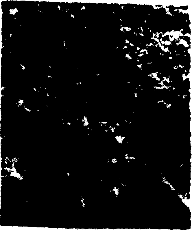 Molecular engram integrally separating column for gentamycin, streptomycin and neomycin and preparing process thereof