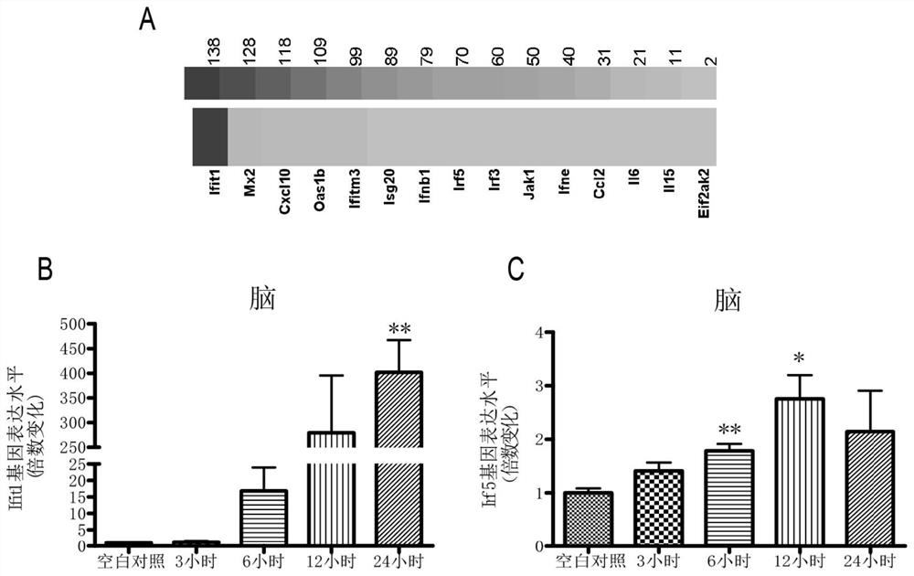 Use of Tivolone in the preparation of a medicament for reducing cerebral edema in hemorrhagic stroke