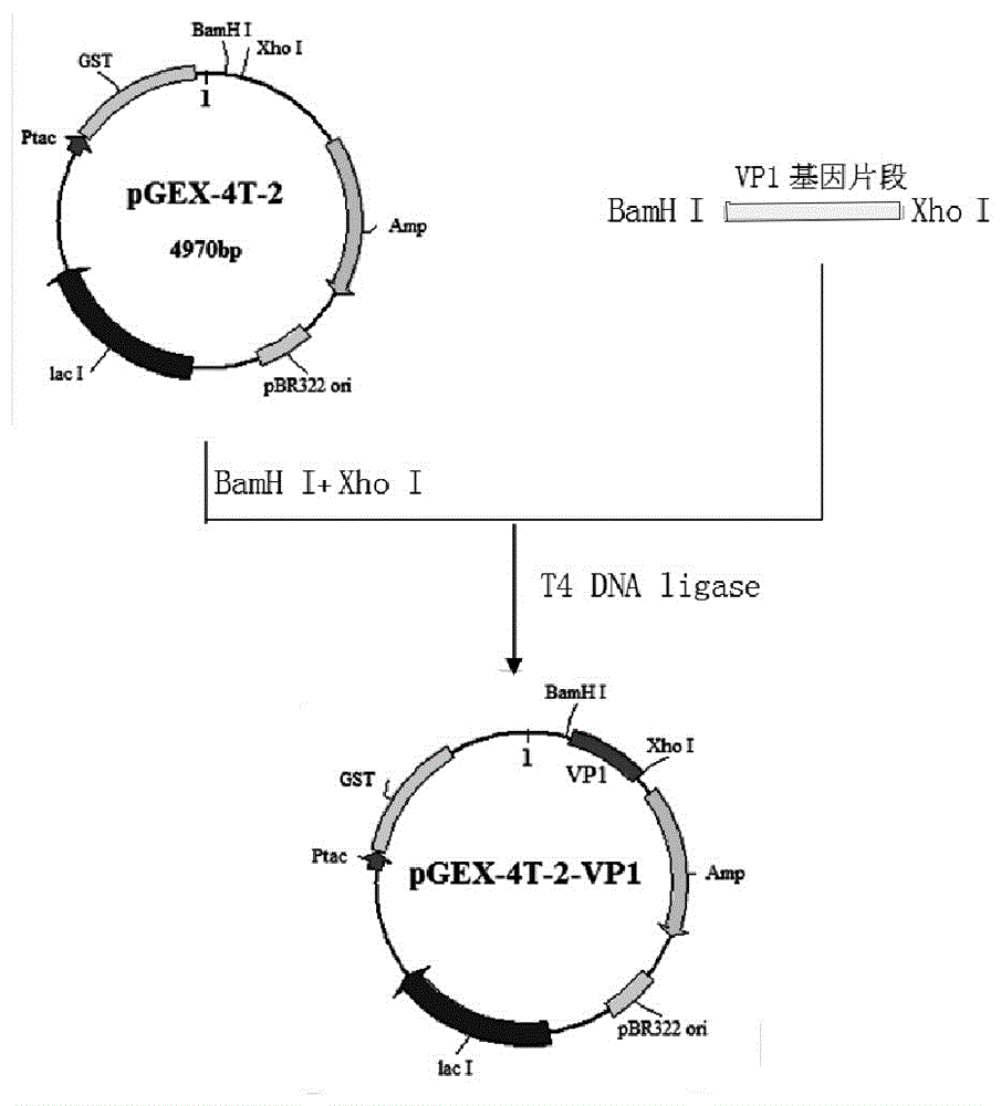 Echovirus type-9 VP1 protein specific antigen epitope and preparation method and application of fusion protein thereof