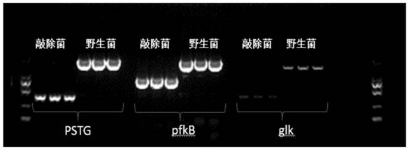 Method for biosynthesizing D-allose by utilizing D-glucose