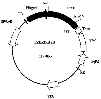 Gene RKcrtYB and applications thereof