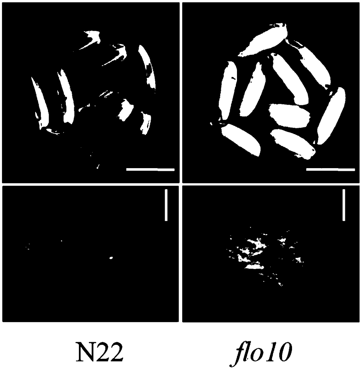 Plant starch synthesis-associated protein OsFLO10 as well as encoding gene and application thereof