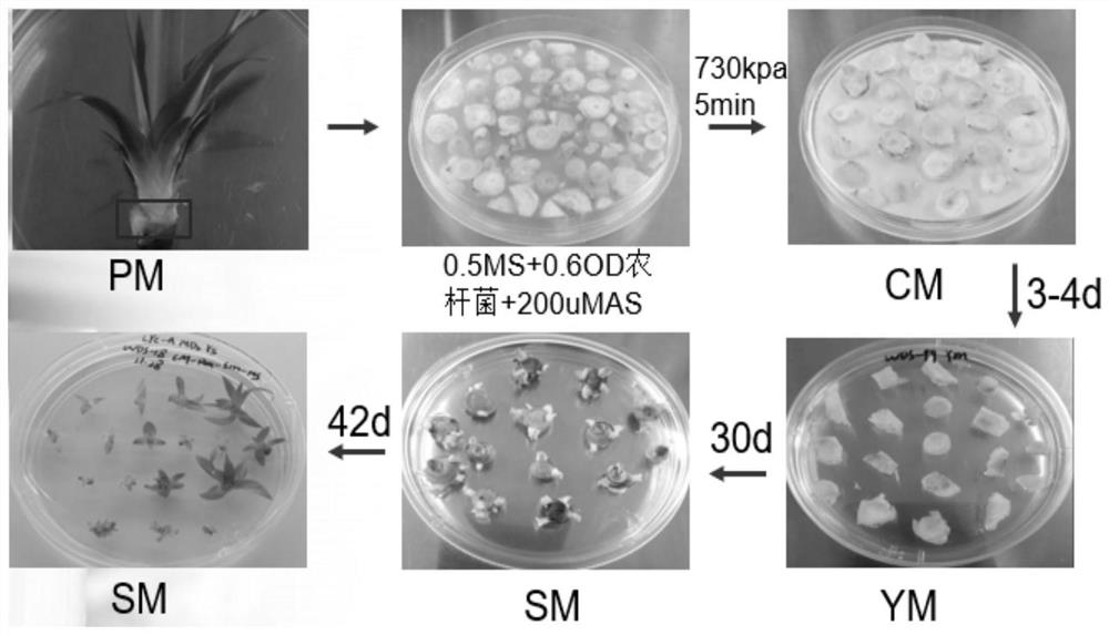 Preparation method and agrobacterium tumefaciens transformation method of sterile pineapple explant