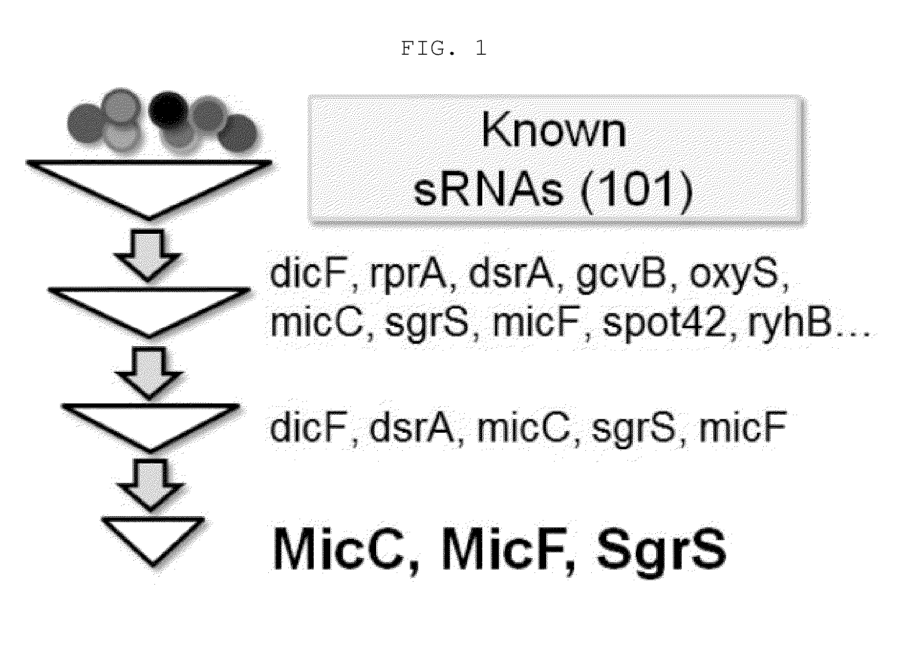 Novel synthesis-regulating srna and method for preparing same