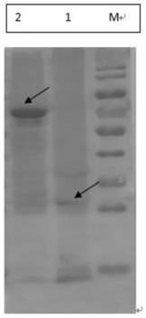 A kind of duck Tembusu virus e protein truncated protein and application