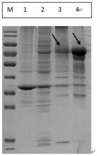 A kind of duck Tembusu virus e protein truncated protein and application