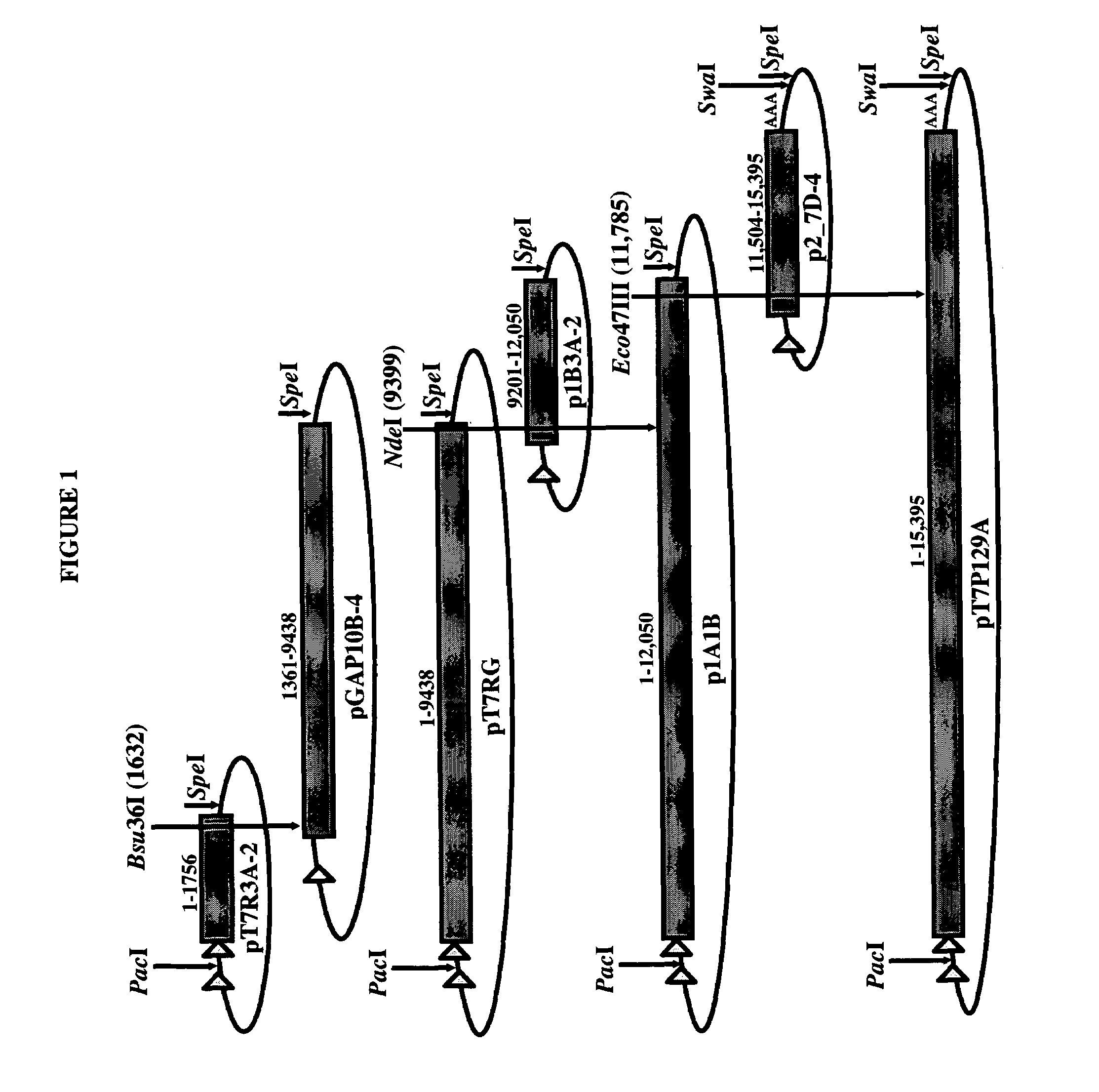 Infectious cDNA clone of North American porcine reproductive and respiratory syndrome (PRRS) virus and uses thereof