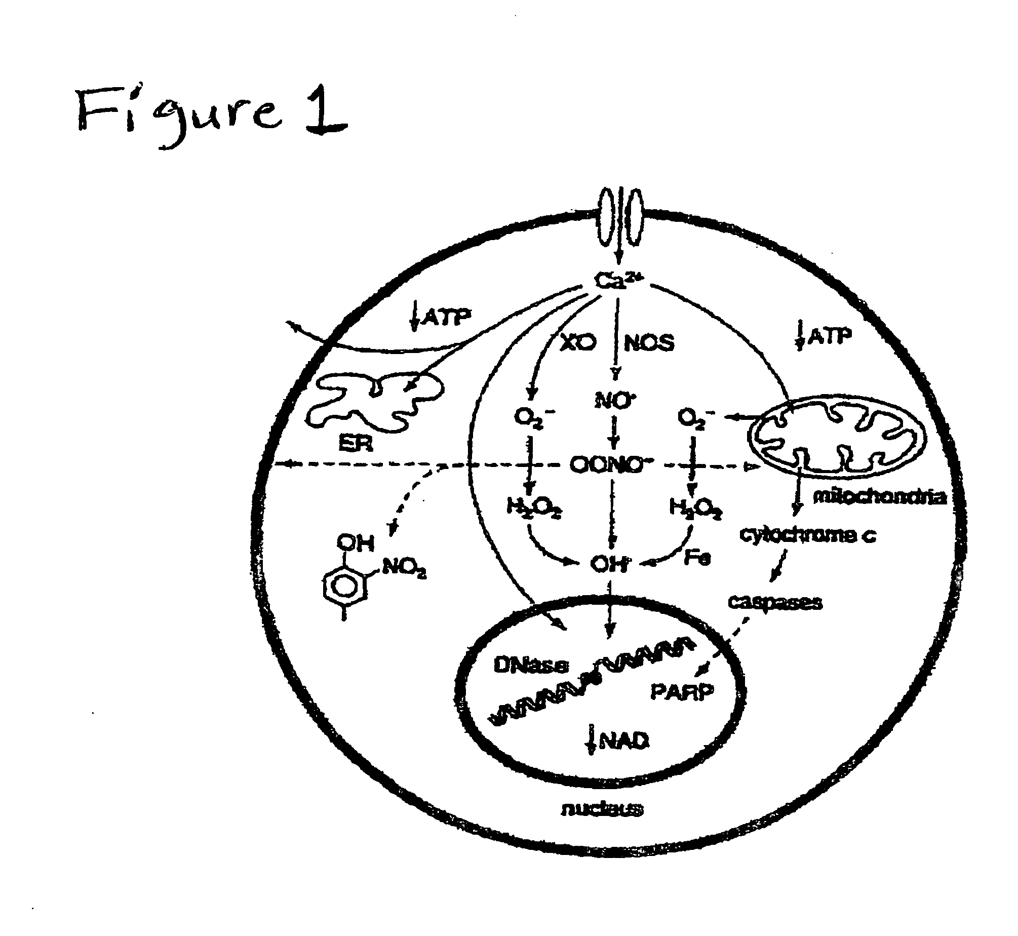 Cellular phosphorylation potential enhancing compositions preparation and use thereof