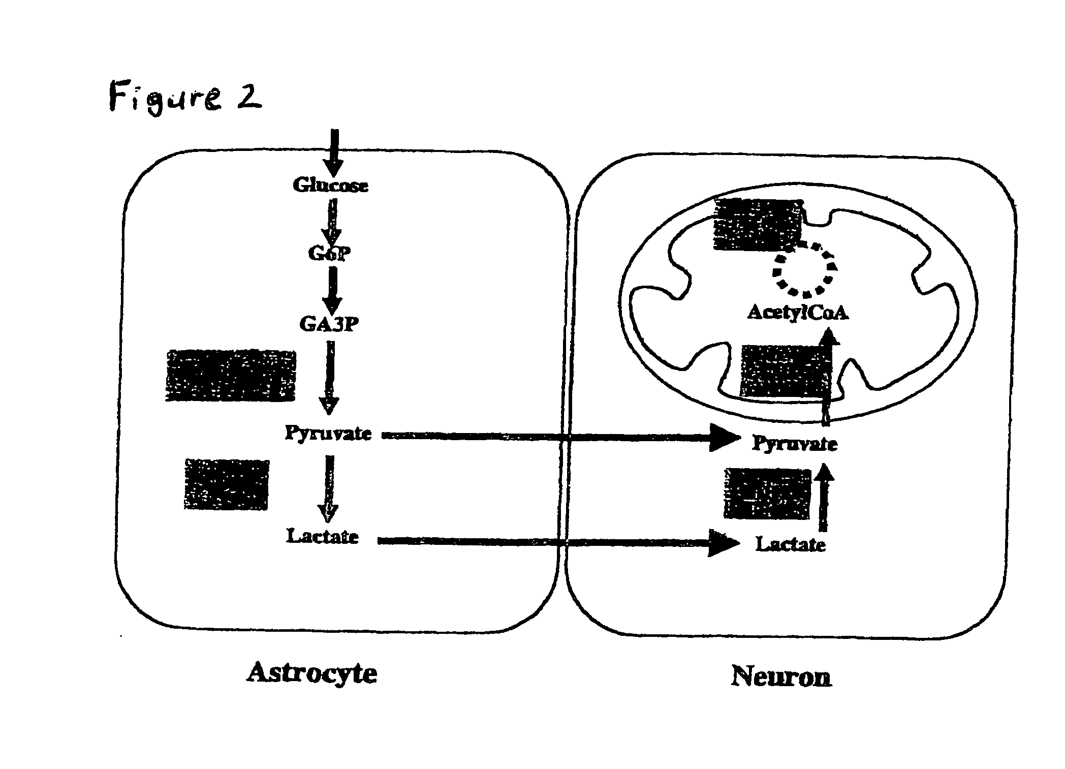 Cellular phosphorylation potential enhancing compositions preparation and use thereof