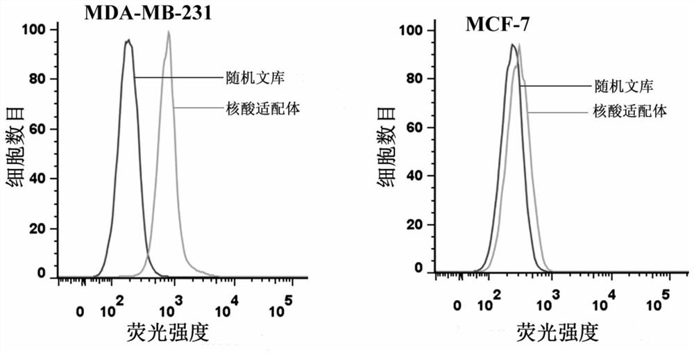 A nucleic acid aptamer targeting metastatic human breast cancer cells and its application