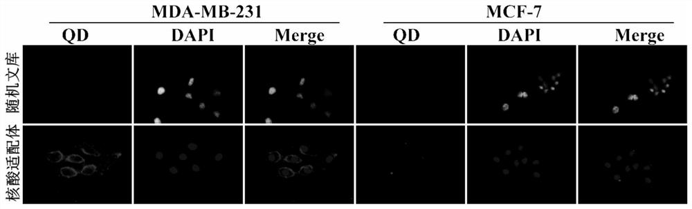 A nucleic acid aptamer targeting metastatic human breast cancer cells and its application