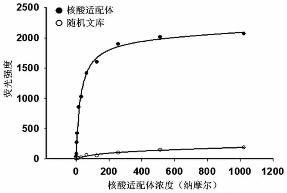 A nucleic acid aptamer targeting metastatic human breast cancer cells and its application