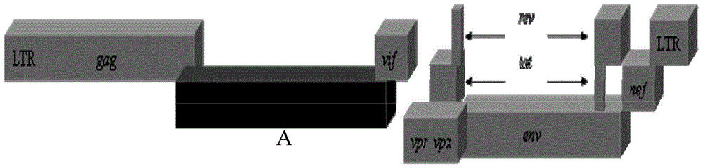 A kind of recombinant immunodeficiency plasmid and virus and application