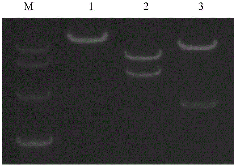 A kind of recombinant immunodeficiency plasmid and virus and application