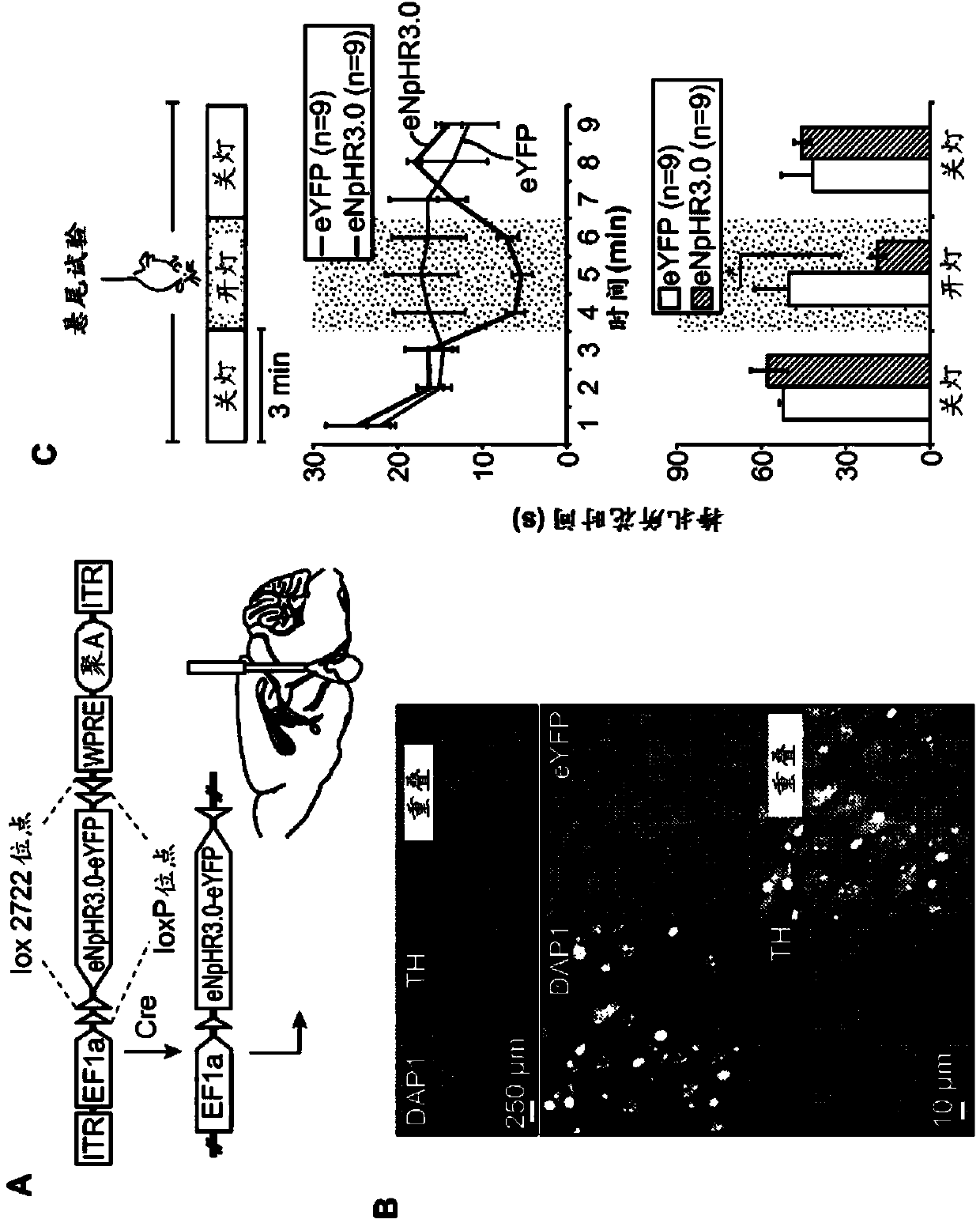 Non-human animal models of depression and methods of use thereof