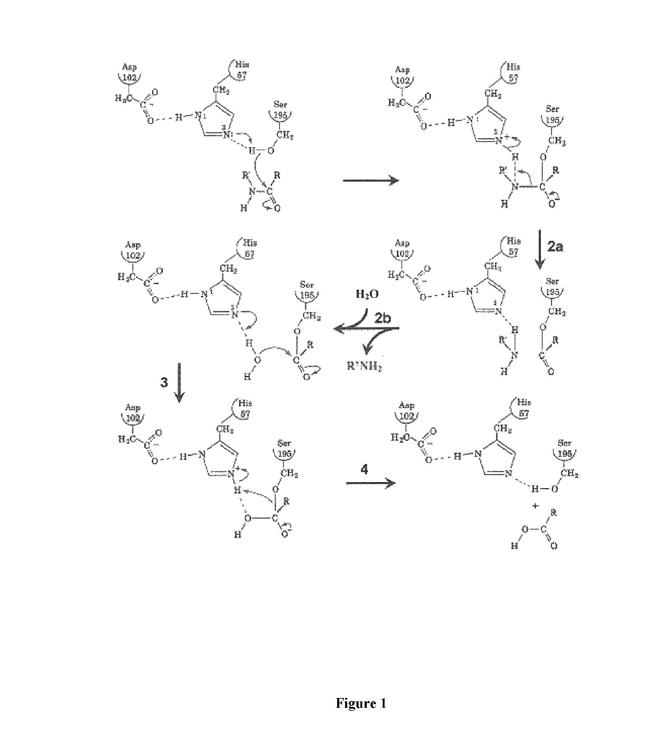 Agents for the molecular imaging of serine-protease in human pathologies