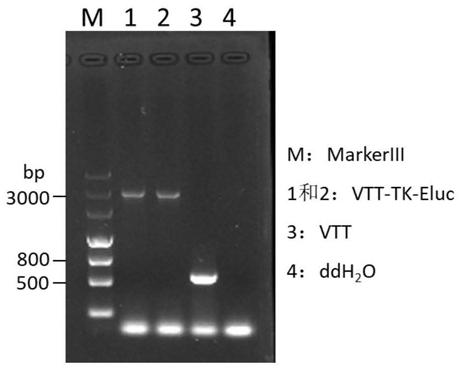 TK (Thymidine Kinase) gene removed recombinant VTT (Tian Tan strain) oncolytic VACA (Vaccinia Virus) and preparation and application thereof