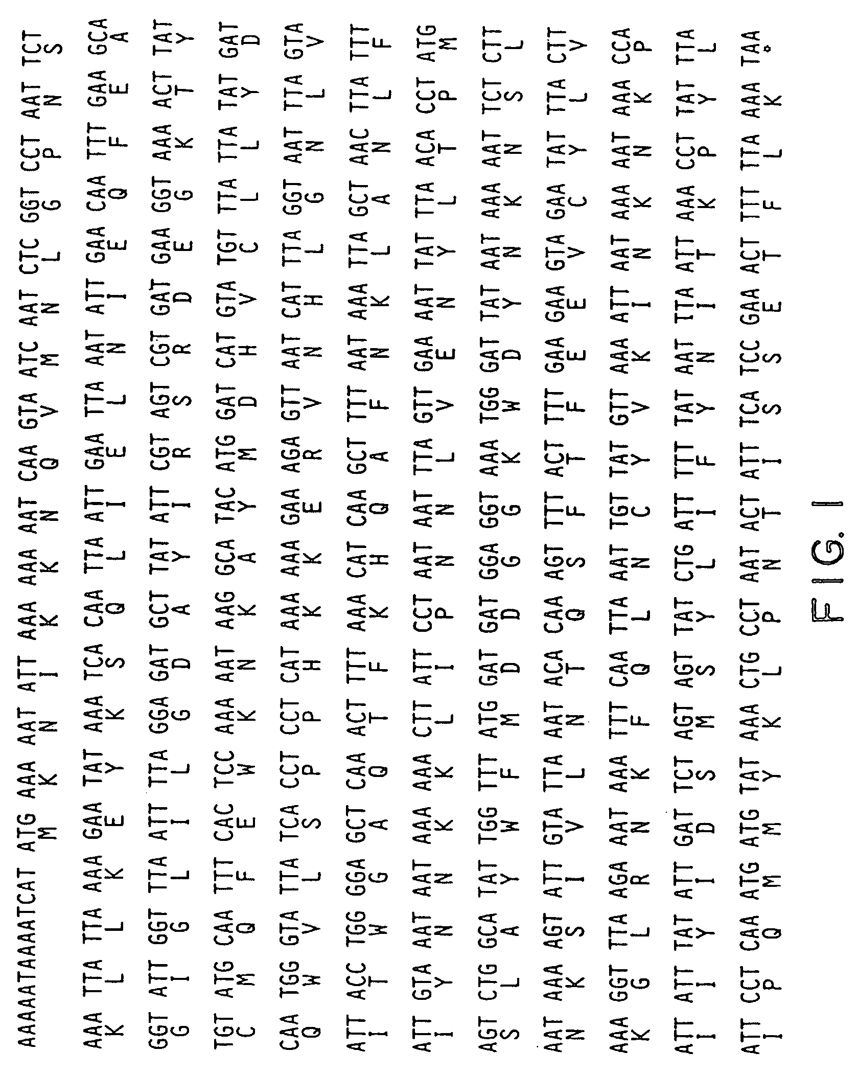 Nucleotide sequence encoding the enzyme I-SceI and the uses thereof