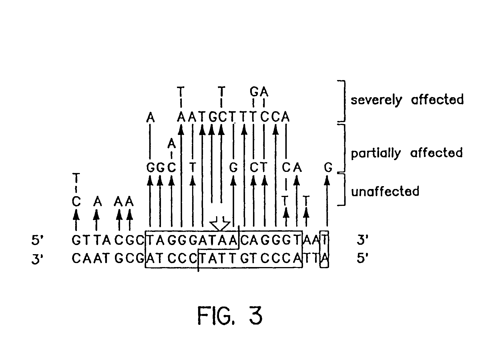 Nucleotide sequence encoding the enzyme I-SceI and the uses thereof