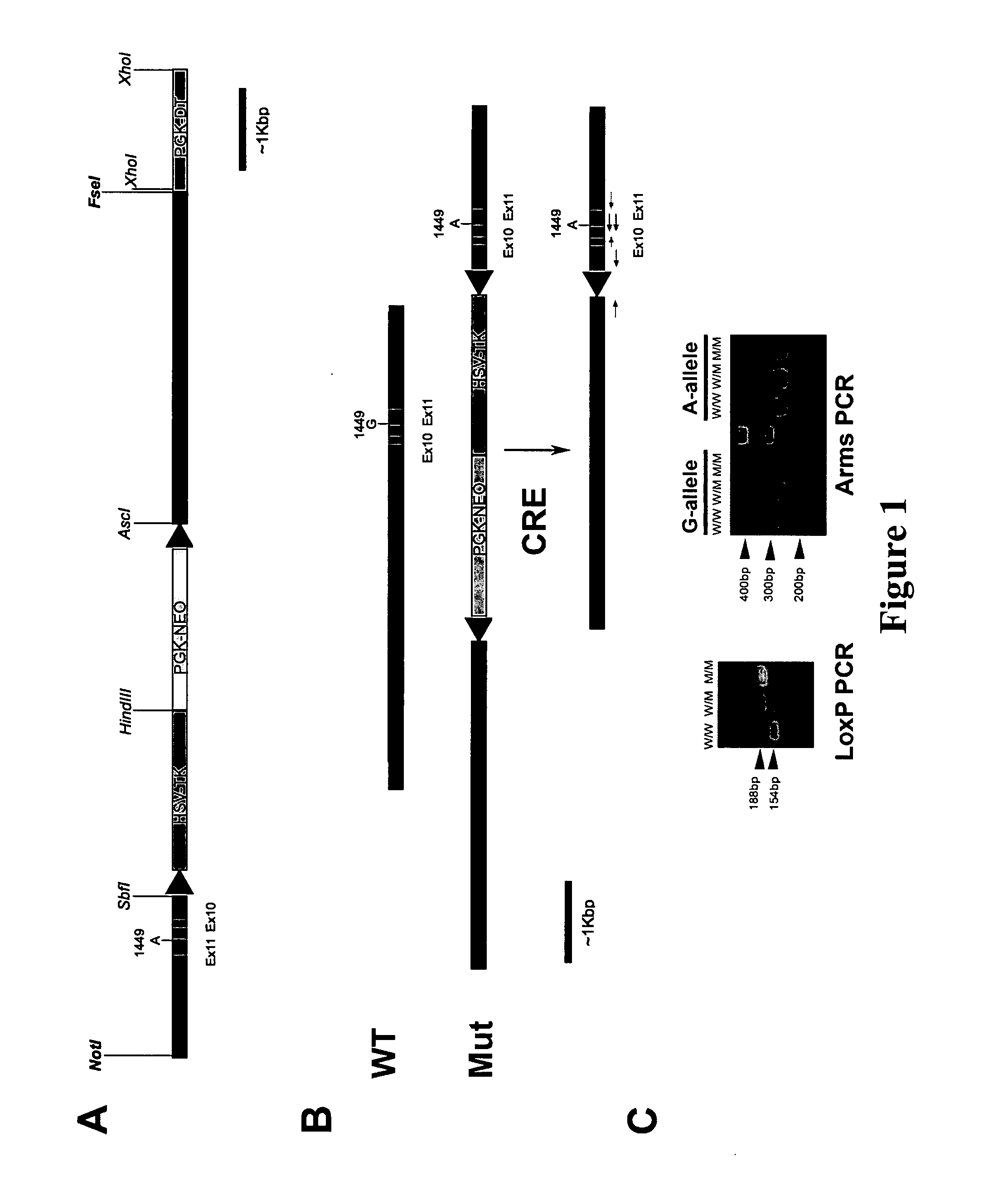 Mammals carrying functional single nucleotide polymorphisms in brain-specific tryptophan hydroxylase