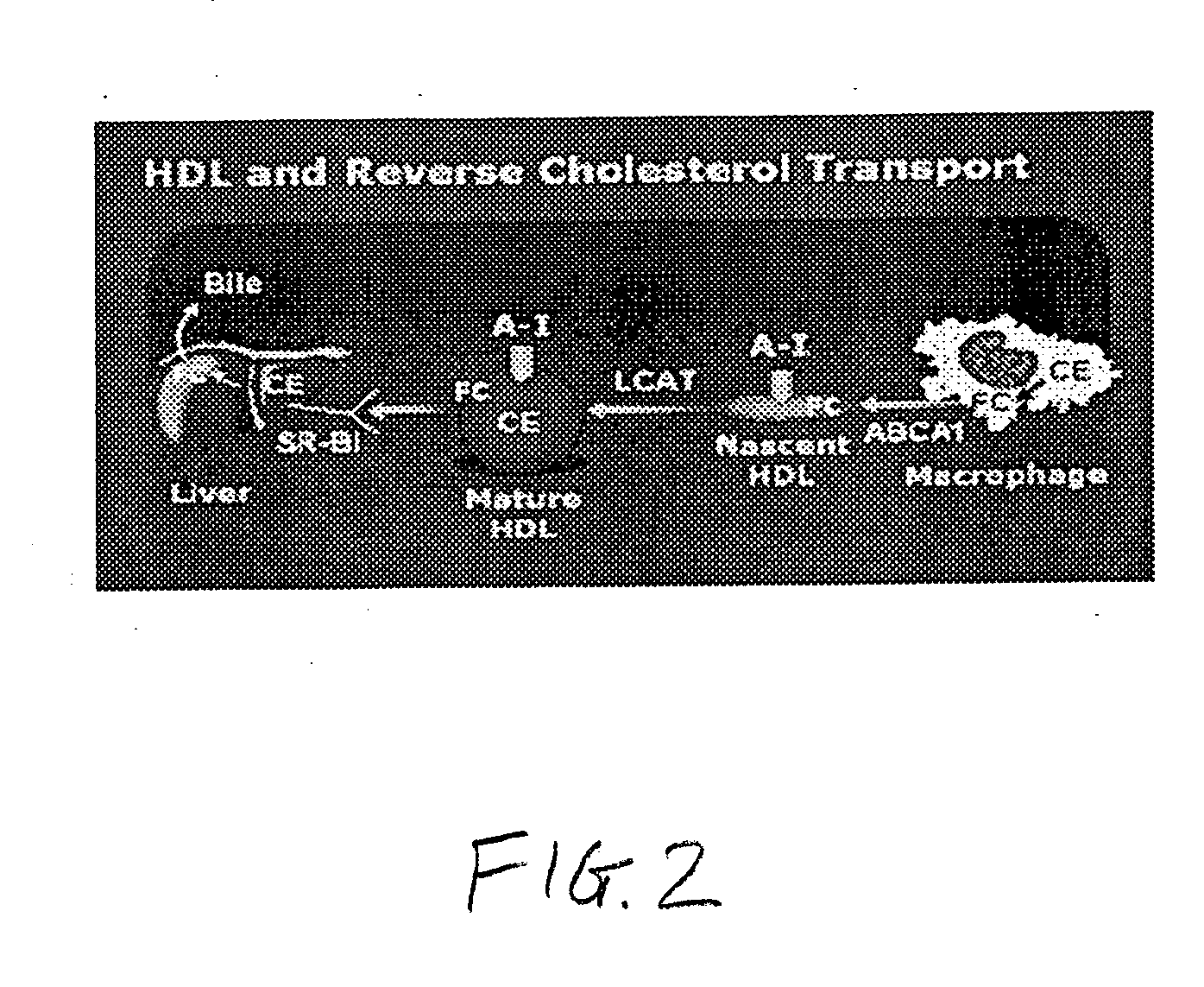 Non-invasive treatment of disease using amphipathic compounds