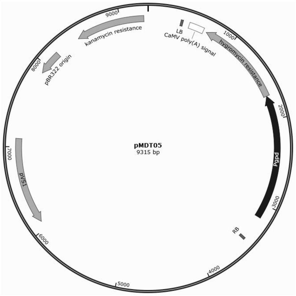 A recombinant oxalate decarboxylase expressed in filamentous fungal host cells