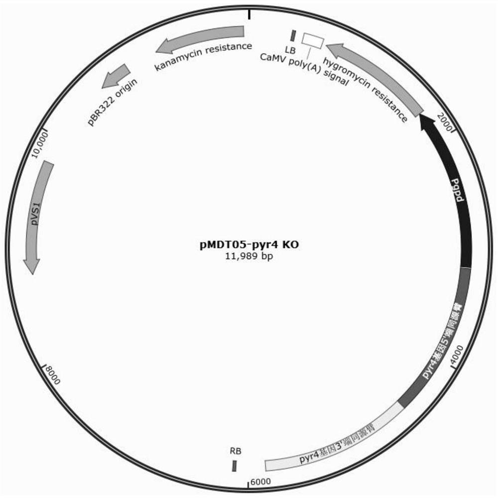 A recombinant oxalate decarboxylase expressed in filamentous fungal host cells