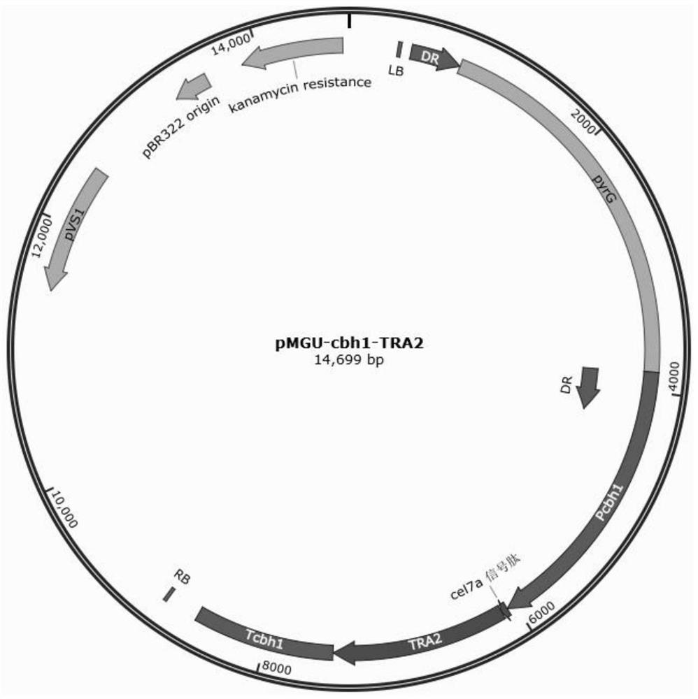 A recombinant oxalate decarboxylase expressed in filamentous fungal host cells