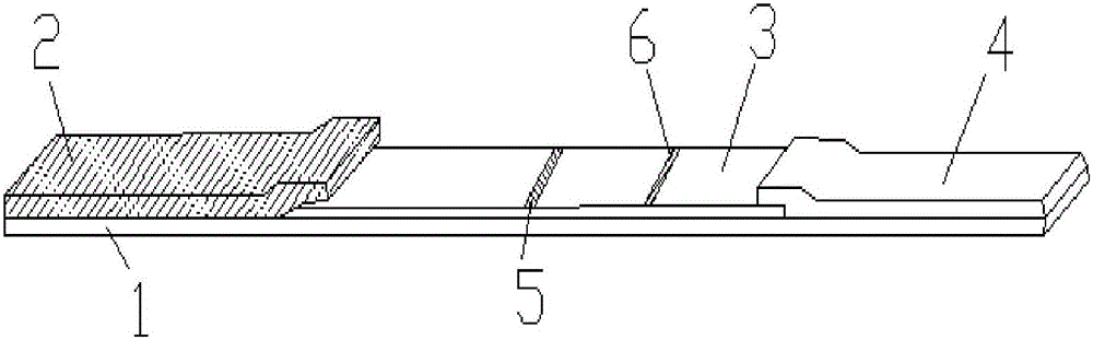 Immune lateral chromatographic detection system as well as preparation method and application thereof