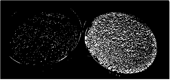 Method for supporting carbon nitride photocatalyst on surfaces of glass beads