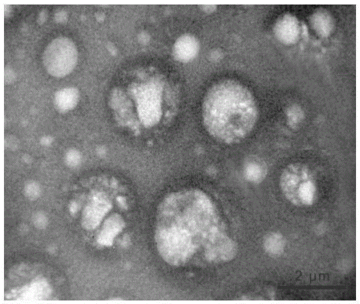 Method for promoting human bone mesenchymal stem cell proliferation based on exosome