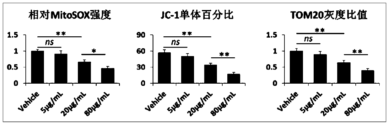 Application of mesenchymal stem cell exosome in preparation of preparations for promoting mitophagy