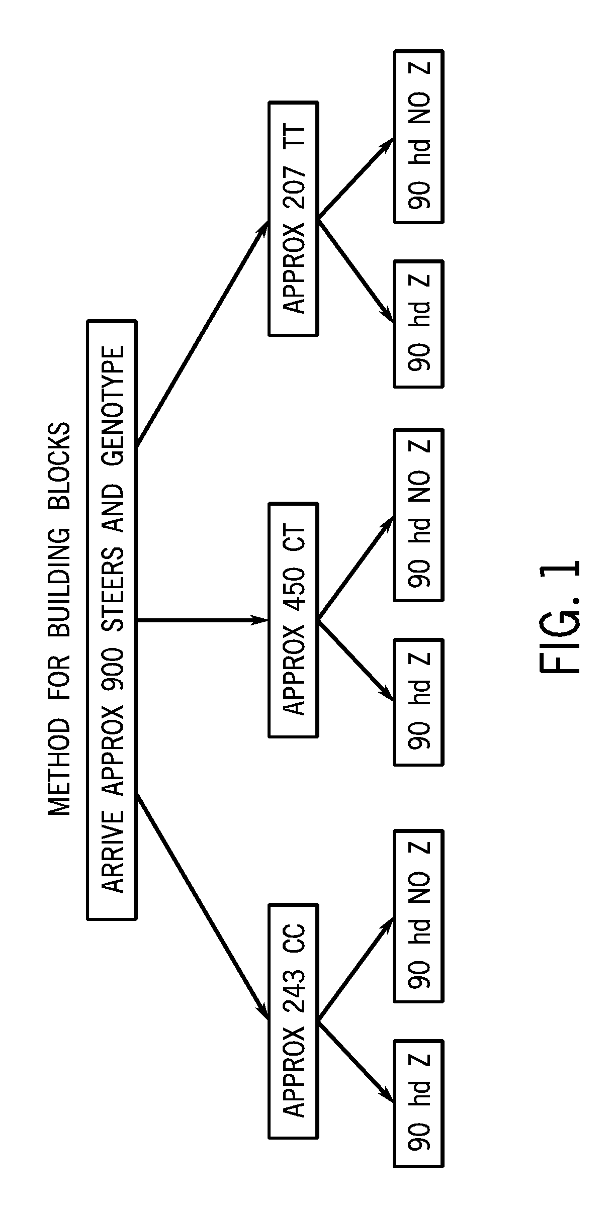 Leptin genotype and ß-adrenergic agonists