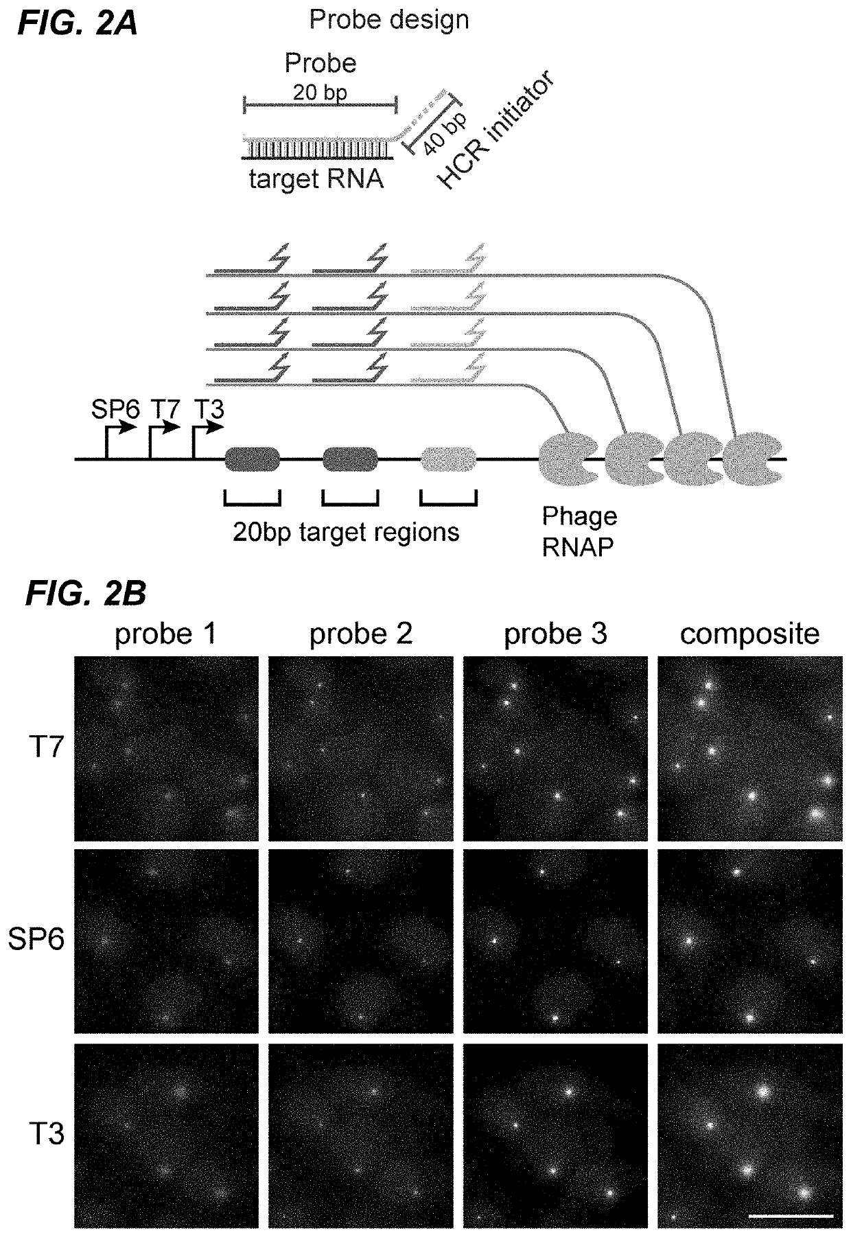 In situ readout of DNA barcodes