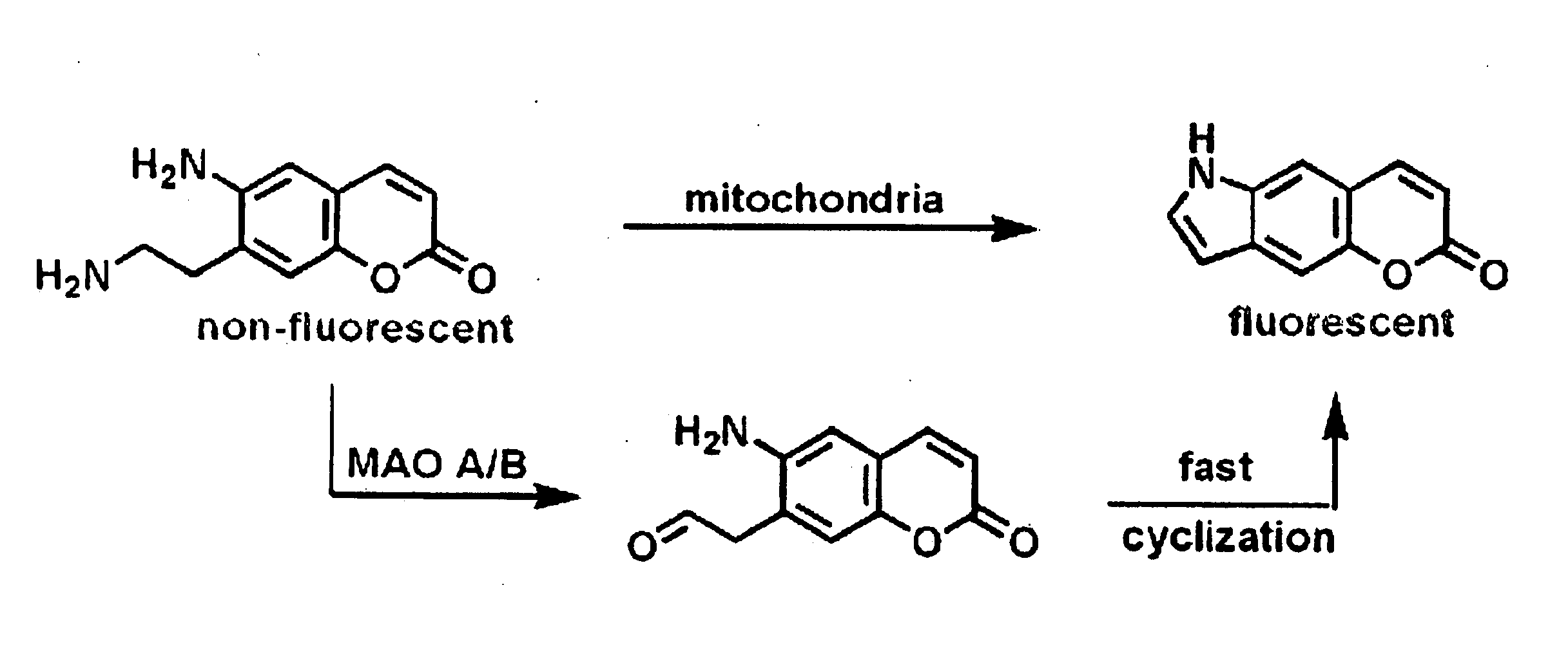 Fluorescent Substrates for Monoamine Transporters as Optical False Neurotransmitters