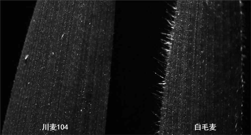 Molecular marker for identifying wheat leaf villous gene, primer set and application