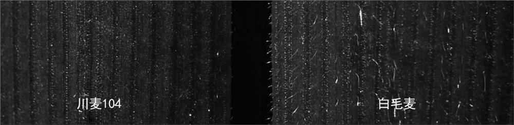 Molecular marker for identifying wheat leaf villous gene, primer set and application