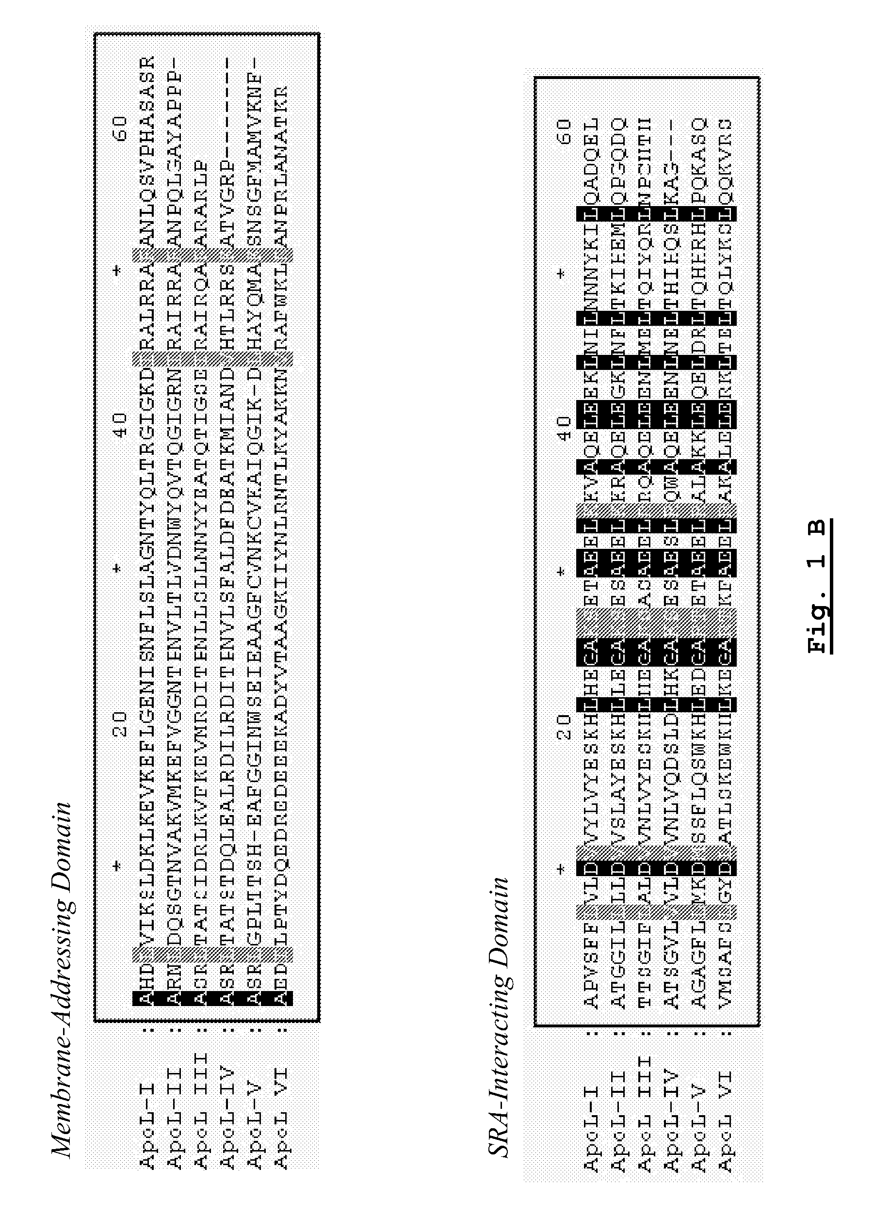 Pharmaceutical composition comprising apolipoproteins for the treatment of human diseases